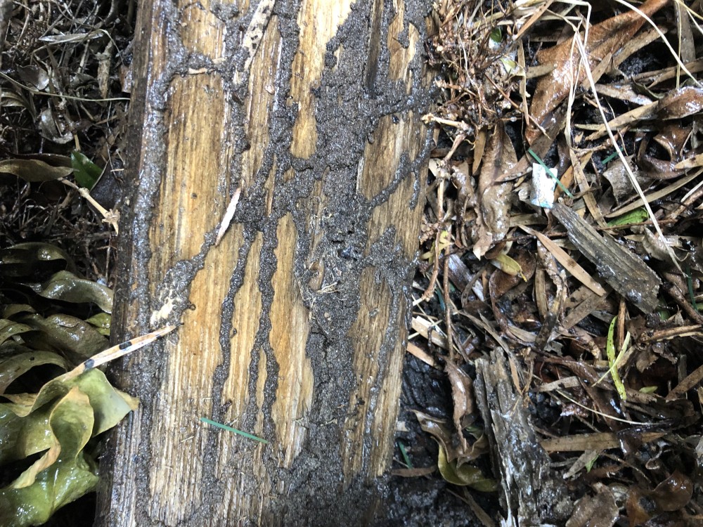 Termite leads